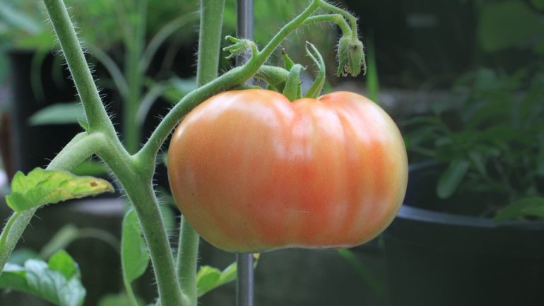 7 dôvodov, prečo vo vašej záhrade pestovať paradajky