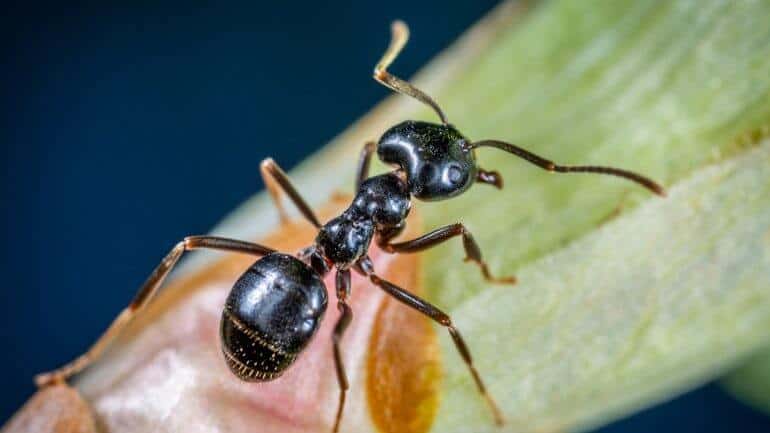 Ako zatočiť s mravcami