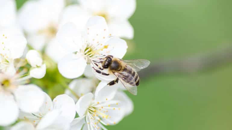 Ako podporiť opeľovanie a prilákať včely na vašu záhradu