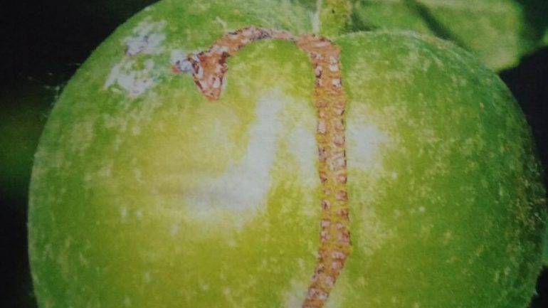 Čo spôsobuje jazvy na jablkách