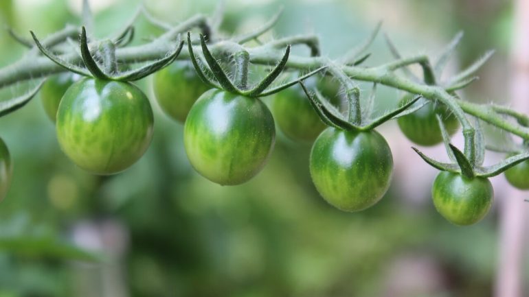 2-krát recept na sladké zelené paradajky