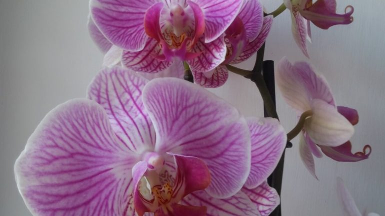 Rozmnožovanie orchidey a brečtanu: Niekoľko dobrých rád, ktoré sa oplatí vedieť