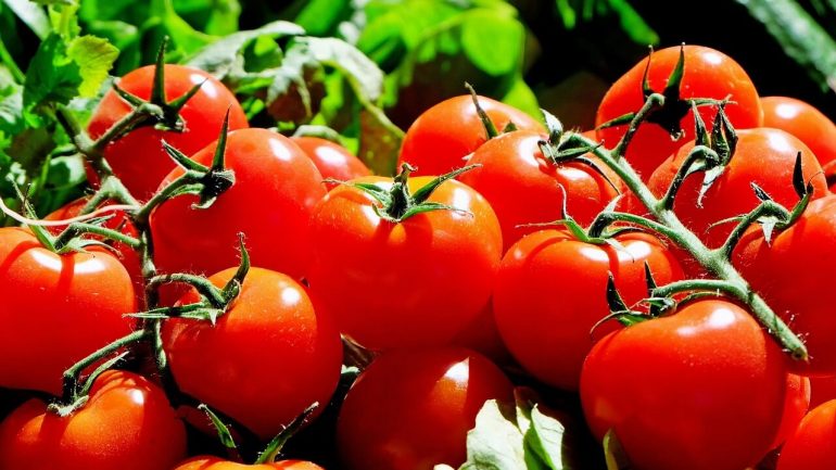 Ako zachovať paradajkové semená pre ďalšiu výsadbu