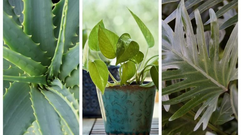 20 krásnych izbových rastlín, ktoré vyžadujú málo starostlivosti, časť prvá