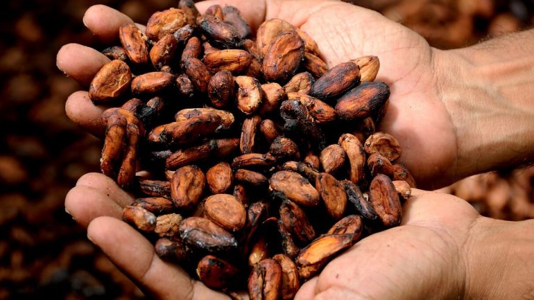 Kakaovník – jedlo bohov, ktoré predlžuje život