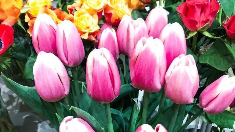 Tulipán alebo karafiát. Čo vyjadrujú tieto a iné darované kvety?