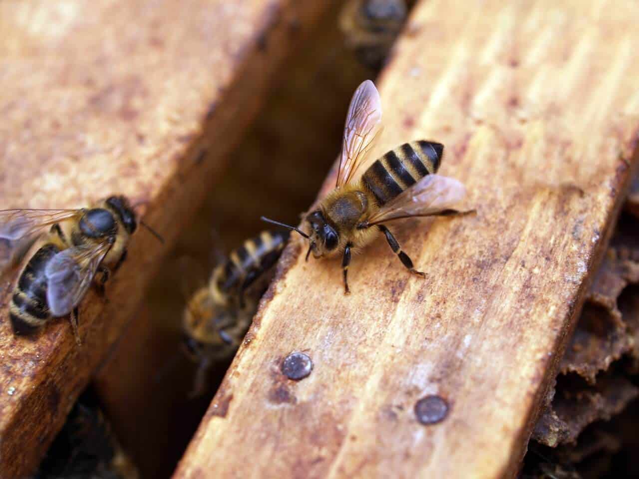 ako prilákať včely