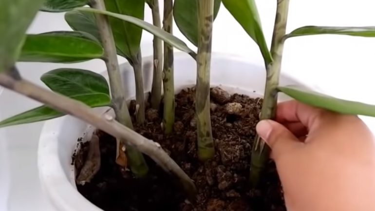Ako množiť rastlinku zamiokulkas
