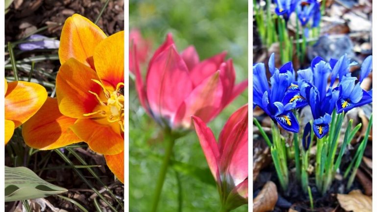 5 druhov netradičných tulipánov