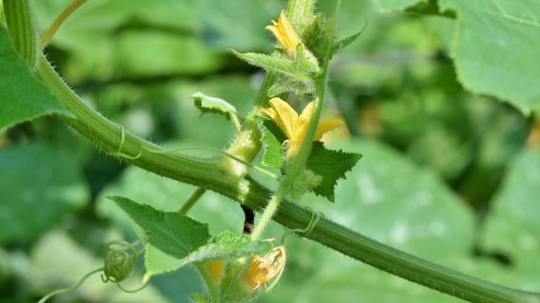 Pestovanie paradajok: 5 chýb, ktoré robia aj skúsení