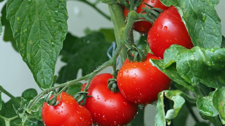 Pestujete paradajky? 6 vecí, ktoré by ste mali vedieť