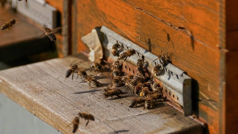 Pravda a lož o včelách: Vedeli ste toto o nich?