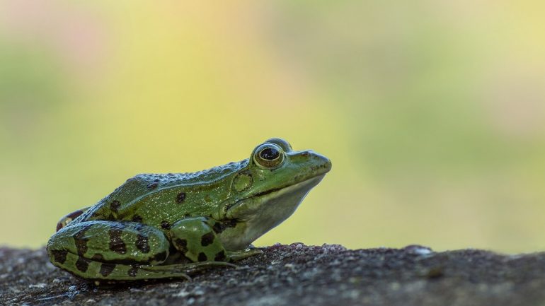 Žaby vo vašej záhrade: Škodca alebo prospešný obyvateľ?