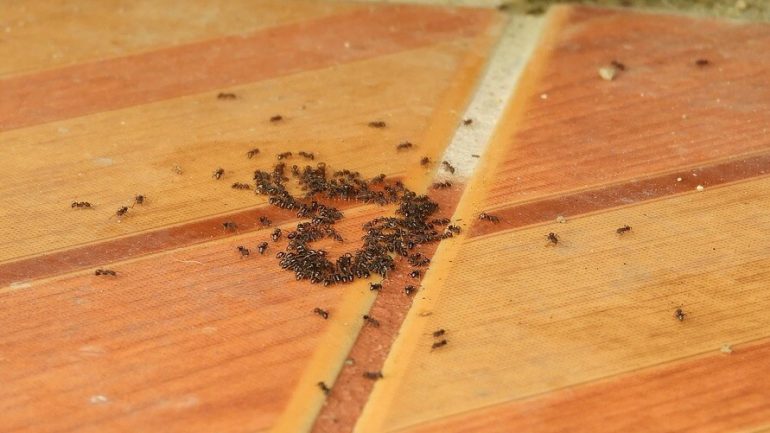 Ako sa zbaviť mravcov: Najlepšie prírodné spôsoby