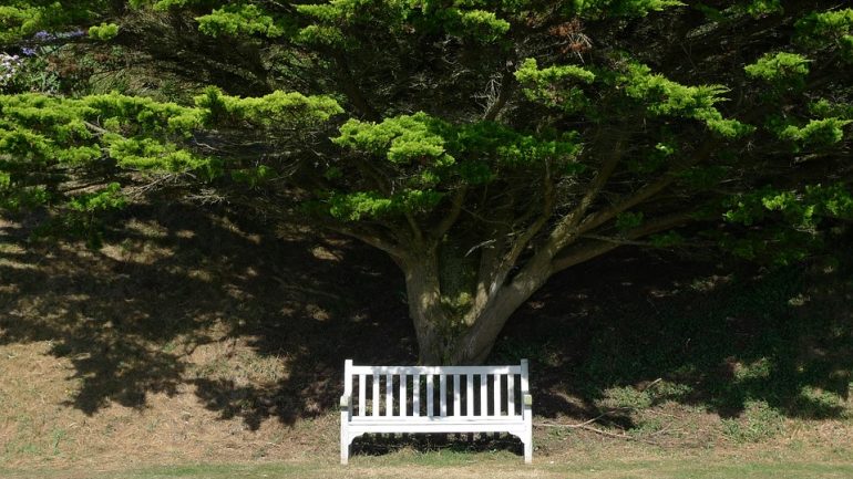lavička pod stromom