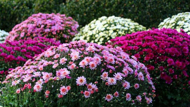 Krásna chryzantéma: Spoznajte zásady jej pestovania
