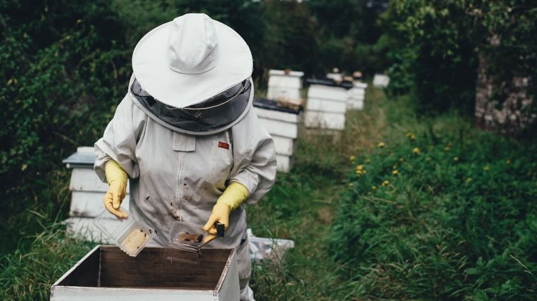 Ako začať chov včiel? Spoznajte 10 dôležitých zásad