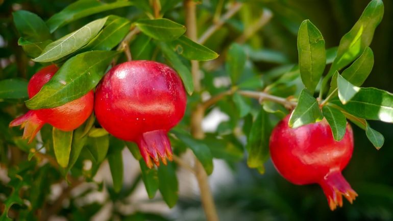 Granátové jablká a ich pestovanie, čo skrýva toto ovocie?