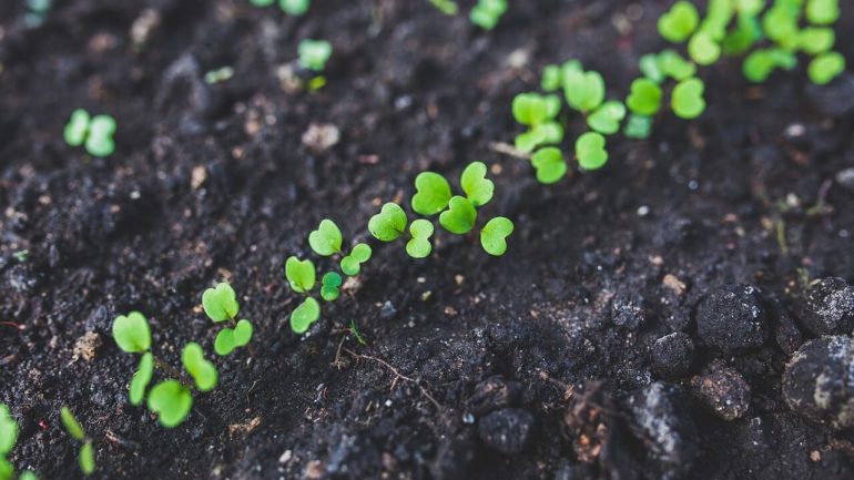Praktické rady, ako sadiť semená