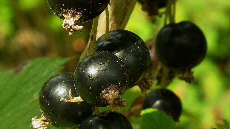 Ako rezať kríky čiernych ríbezlí pre krásnu úrodu