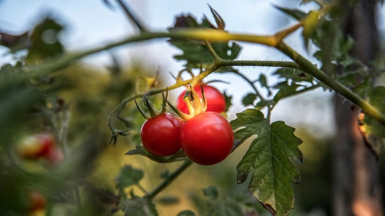 Závažné plesňové ochorenia, ktoré ničia vaše paradajky
