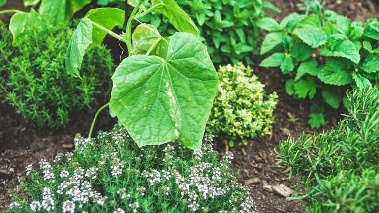 Ideálne bylinkové kombinácie pre zdravšie rastliny