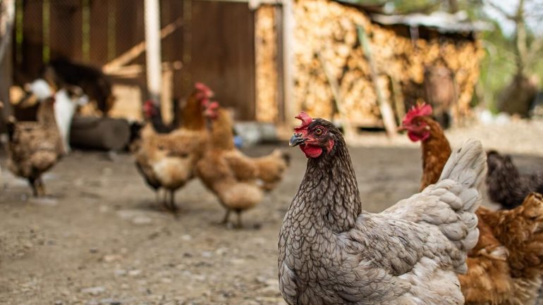 5 prekvapivých príčin, prečo vaše sliepky jedia vajcia