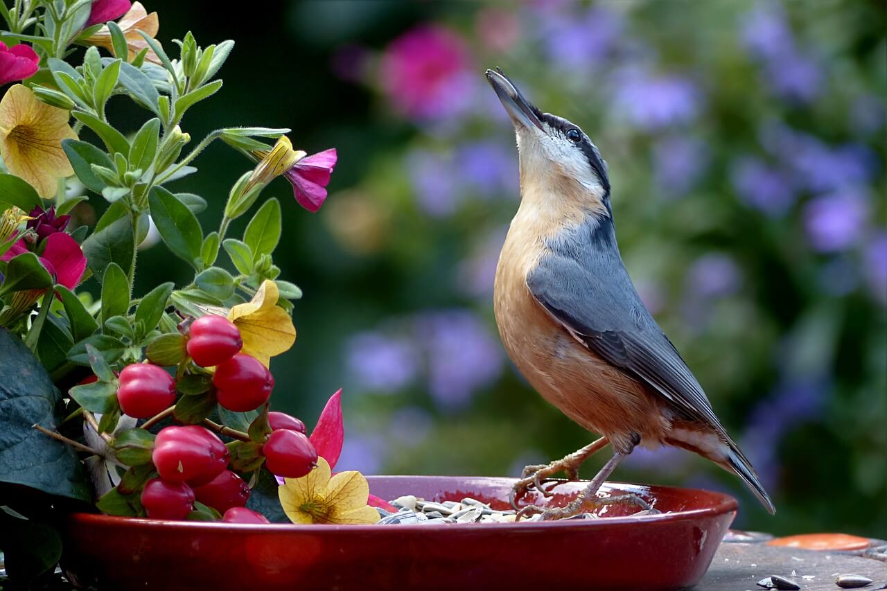 Kŕmenie vtákov cez letné obdobie – viete o tom všetko?