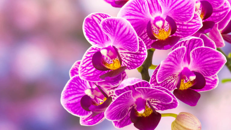 Starostlivosť o krásnu orchideu phalaenopsis, takto zakvitne
