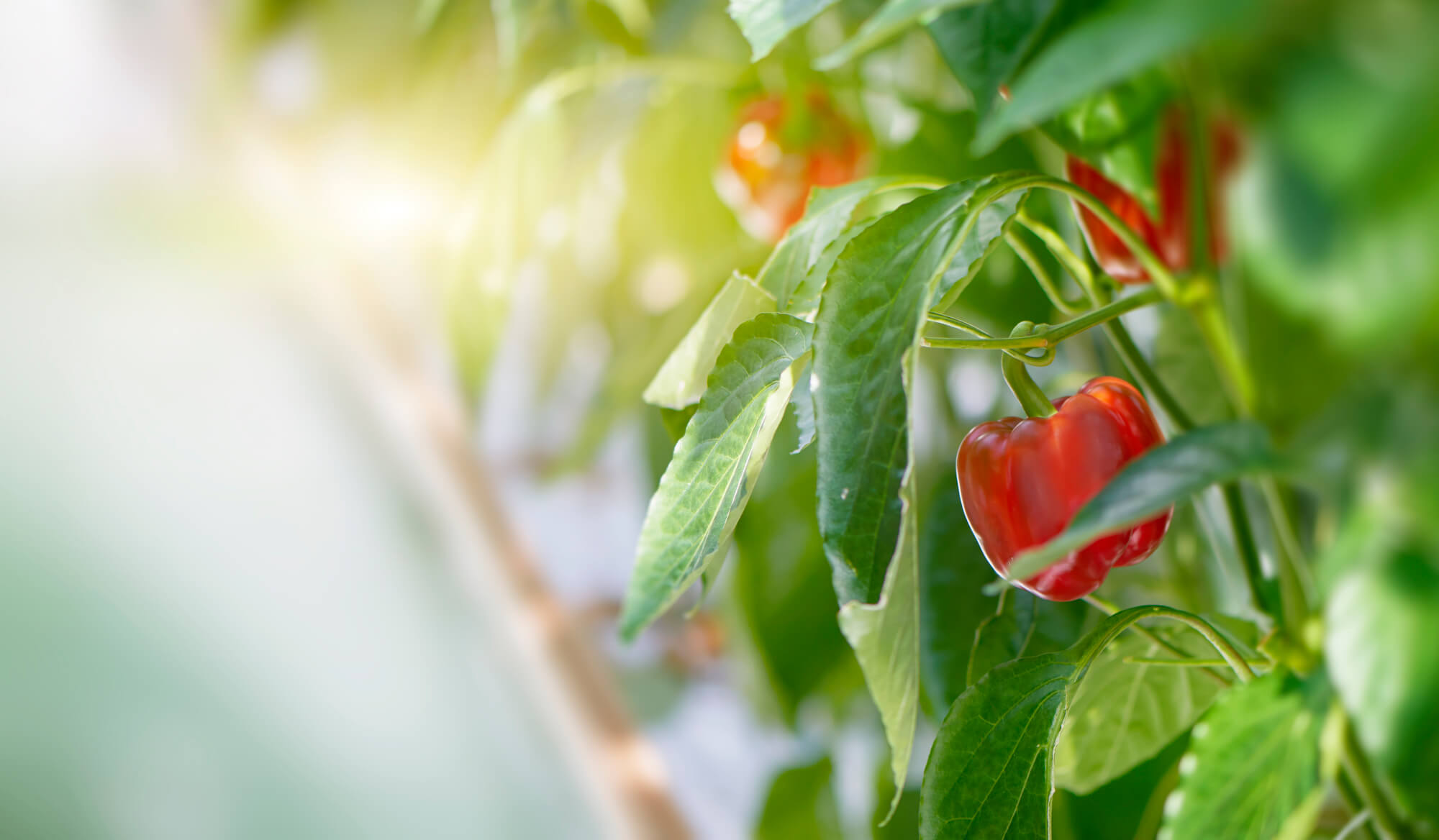 Skvelé benefity, ktoré prináša pestovanie papriky