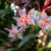 Exotický tricyrtis: Ako pestovať krásnu záhradnú orchideu