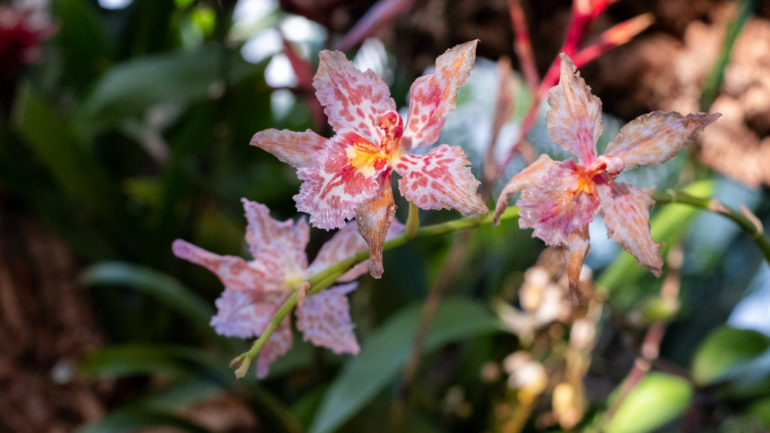 Exotický tricyrtis: Ako pestovať krásnu záhradnú orchideu