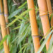 Bambusový živý plot ako protihluková bariéra
