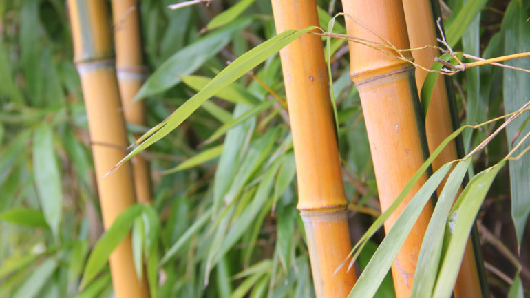 Bambusový živý plot ako protihluková bariéra