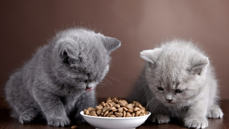 Ako často môžete meniť krmivo pre mačky