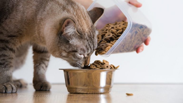 Ako často môžete meniť krmivo pre mačky