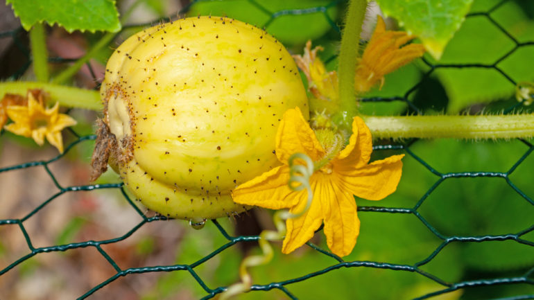 Ako pestovať a starať sa o citrónové uhorky