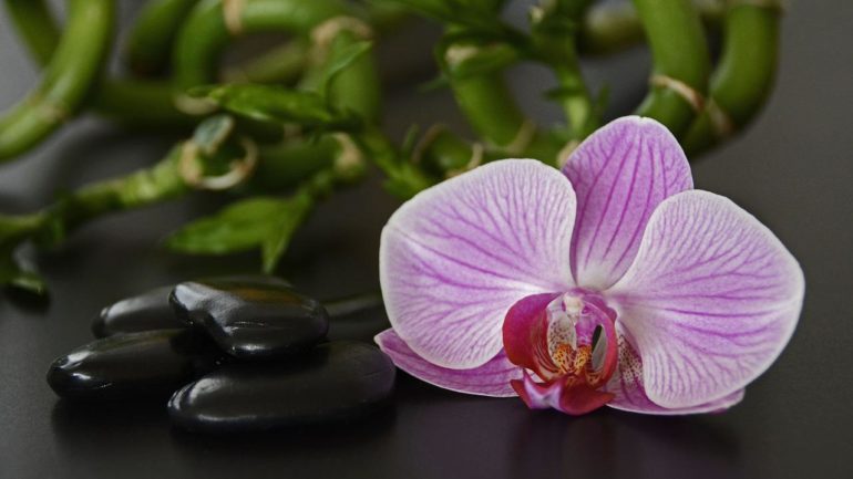 Symbolika a význam orchideí vo Feng Shui