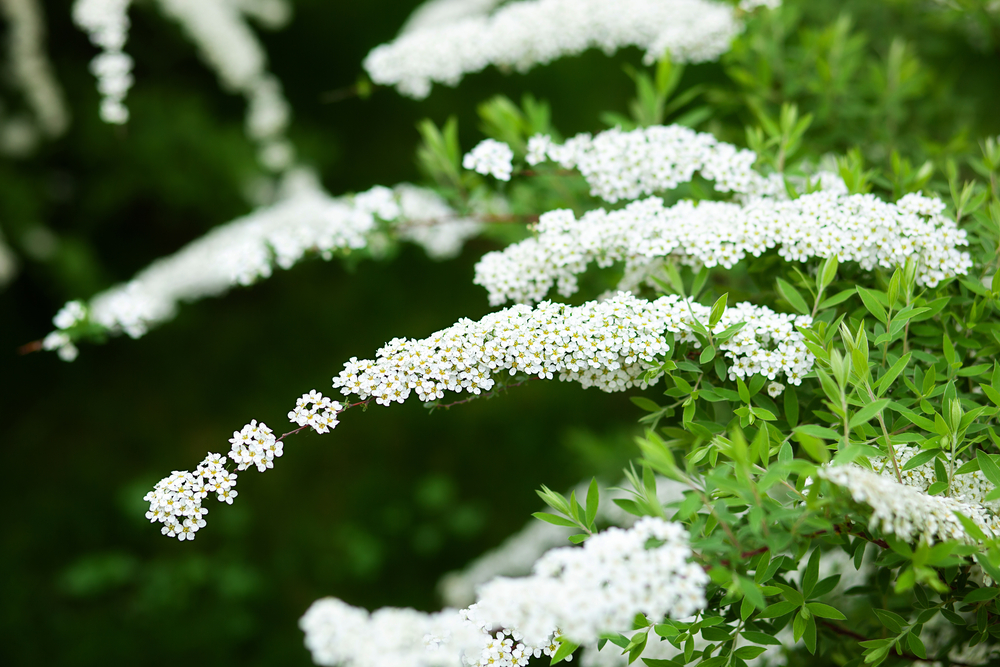 10 bielokvitnúcich stromov a kríkov pre vašu záhradu