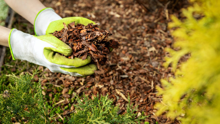 Kompost vs. mulč: Aký je rozdiel a kedy ich použiť