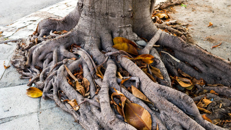 3 závažné problémy s koreňmi stromov v záhradách
