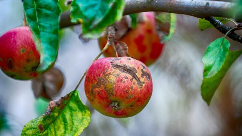 Jazvy na jablkách či iné chyby, čo ich spôsobuje?