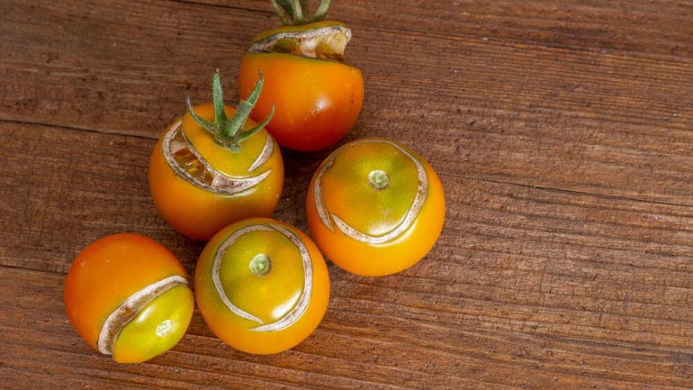 Čo spôsobuje praskanie paradajok a ako tomu zabrániť
