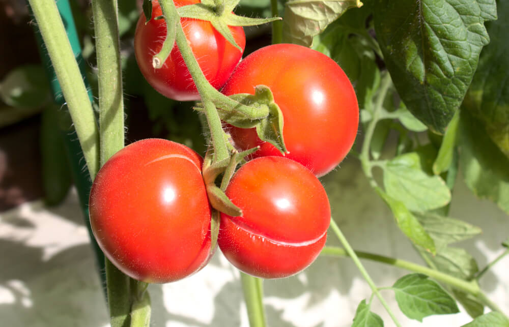 Čo spôsobuje praskanie paradajok a ako tomu zabrániť