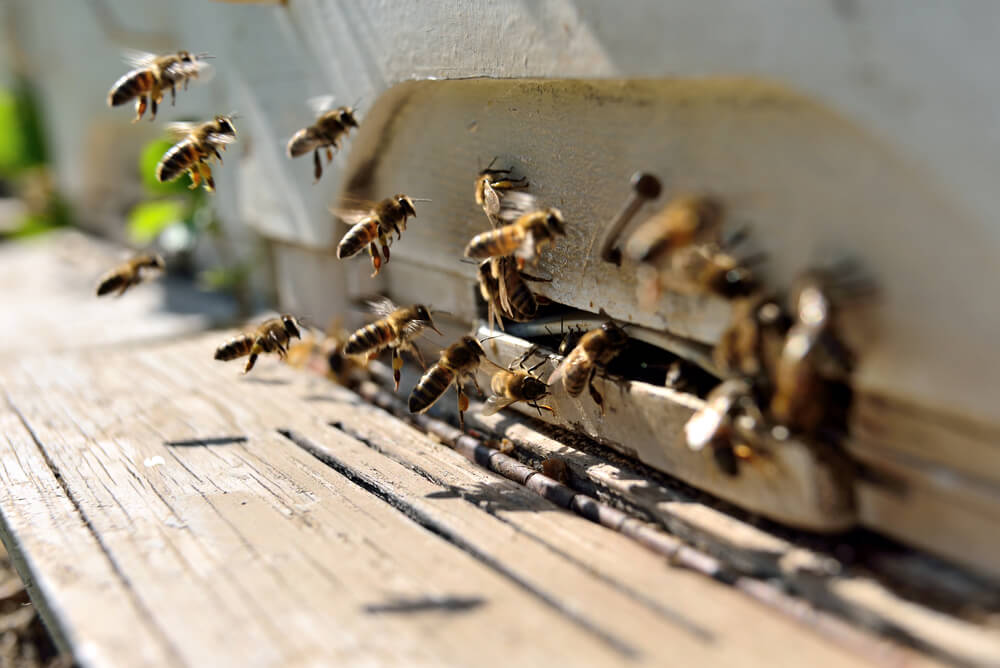 Ako môžu záhradkári pomôcť našim ubúdajúcim včelám
