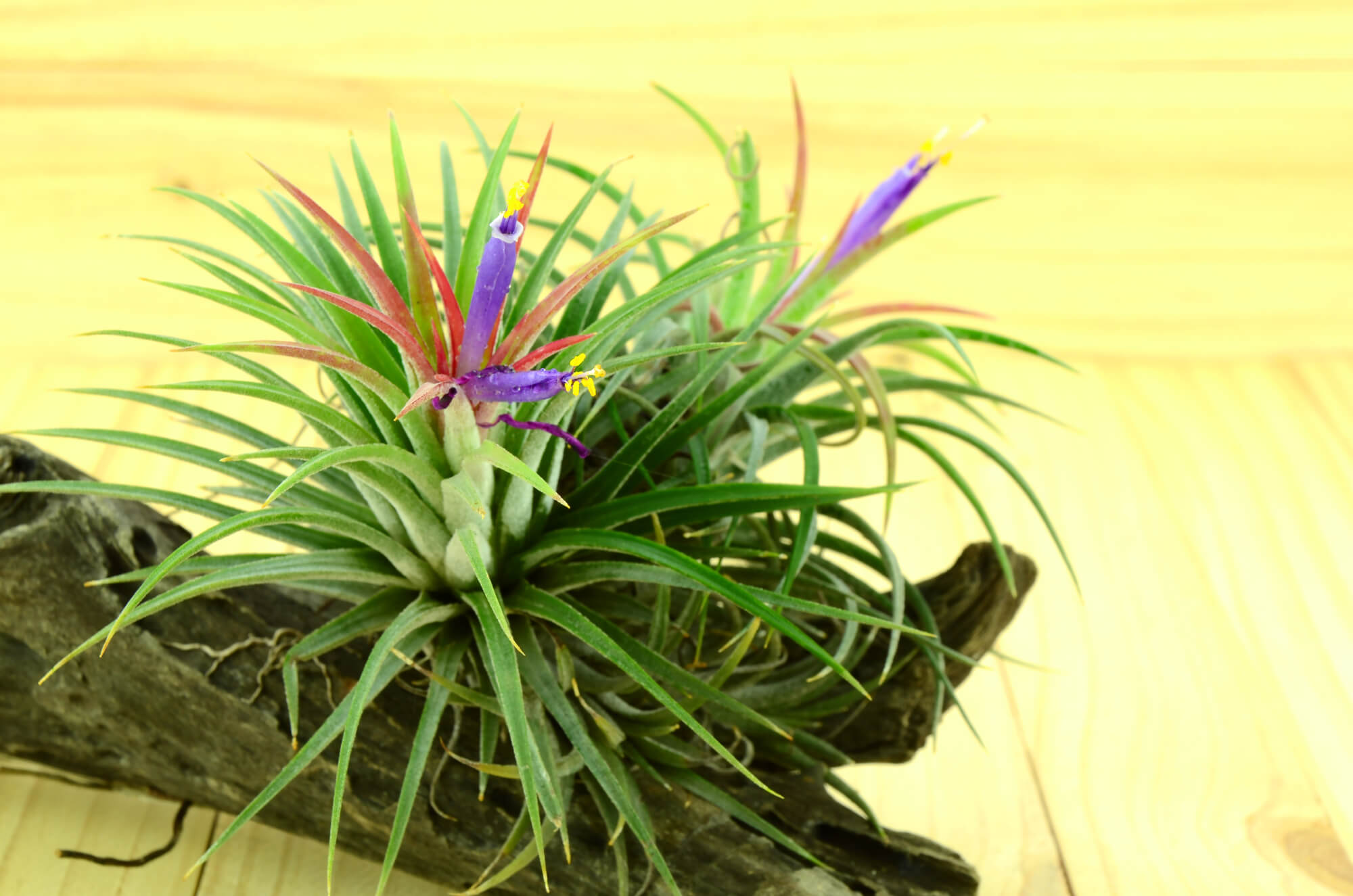 Tilandsia- vzdušná rastlina (1)