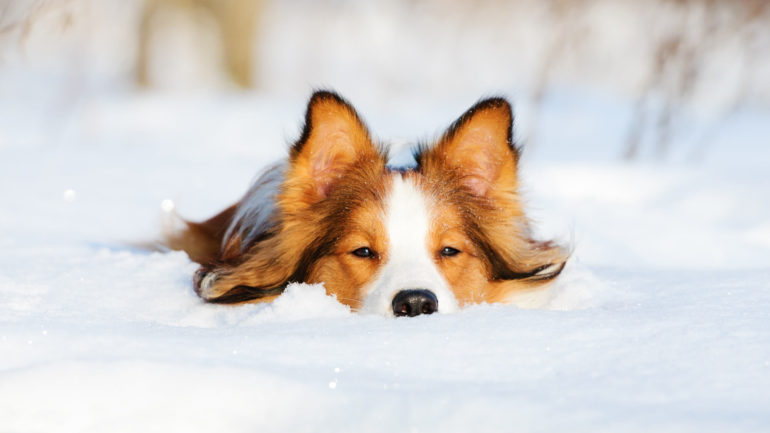 5 rizík, ktoré čakajú na vášho psa túto zimu