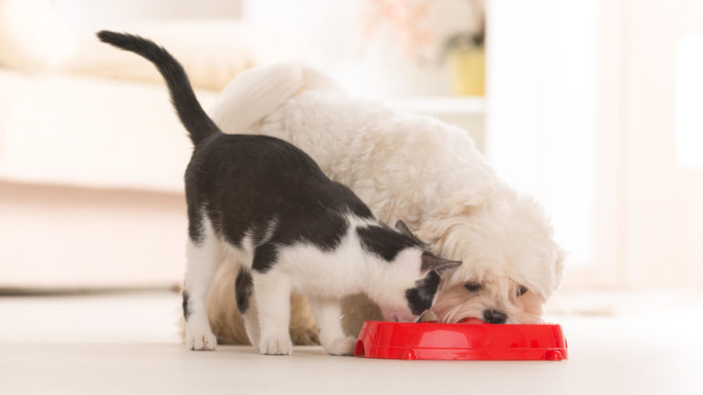 10 potravinových mýtov, ktorým veria chovatelia mačiek a psov