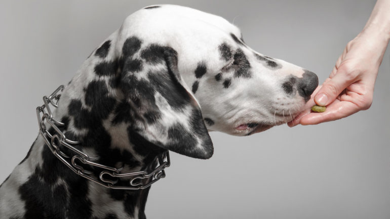Čo je potravinová alergia u psov a ako sa prejavuje