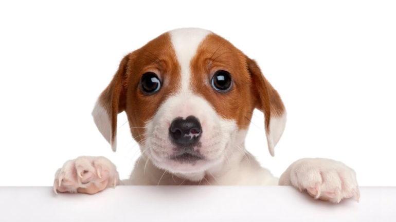 Strihať alebo nestrihať psovi pazúriky? Tieto chyby robíme